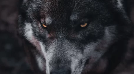 Wolf Wolf